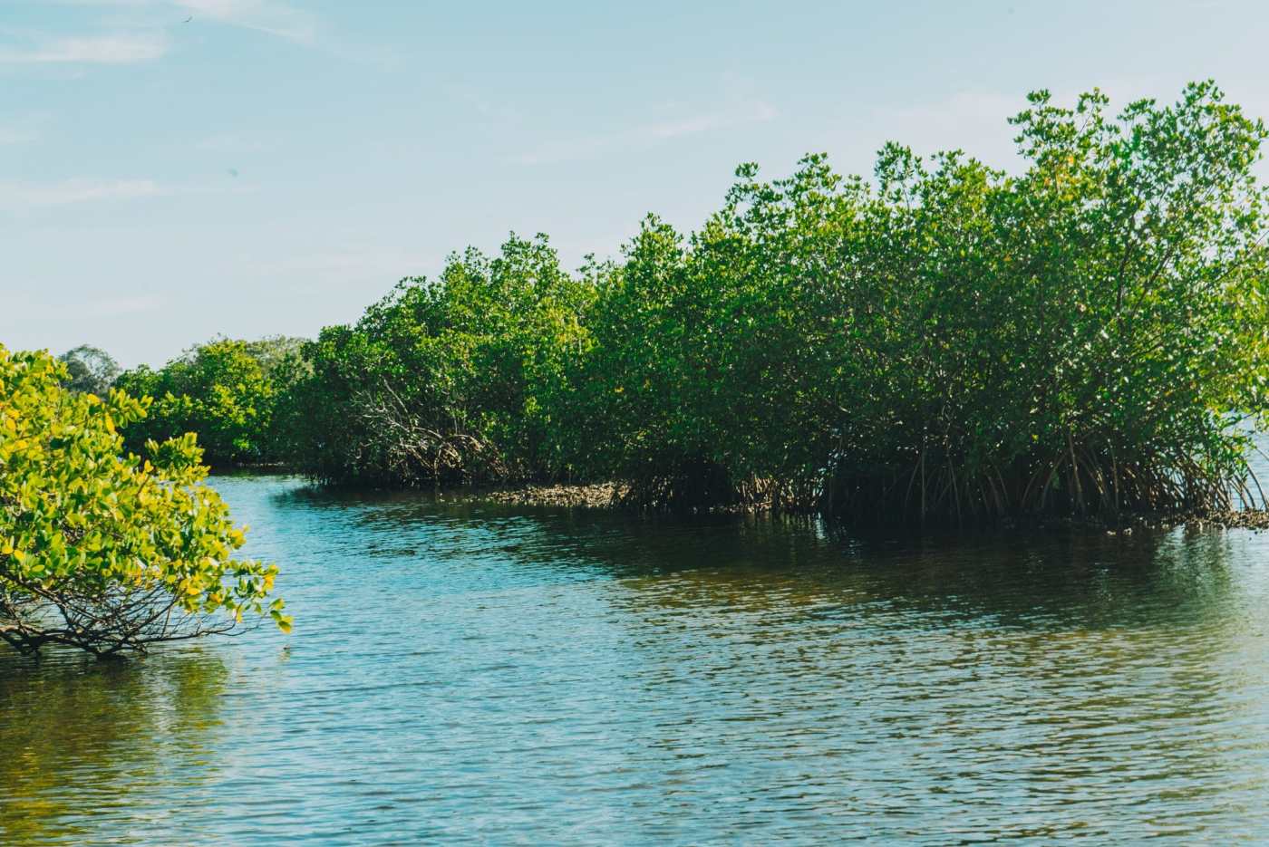 Things To Do In Tarpon Springs! - Get Up And Go Kayaking
