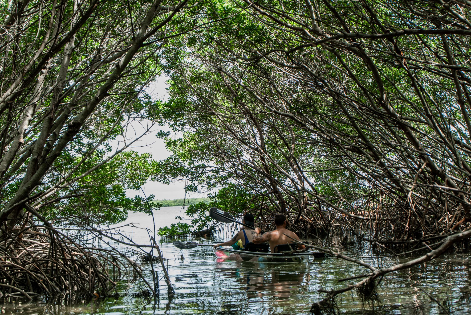 TampaBay-6 a tree next to a body of water