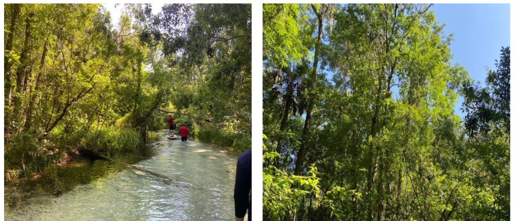 a river running through a forest