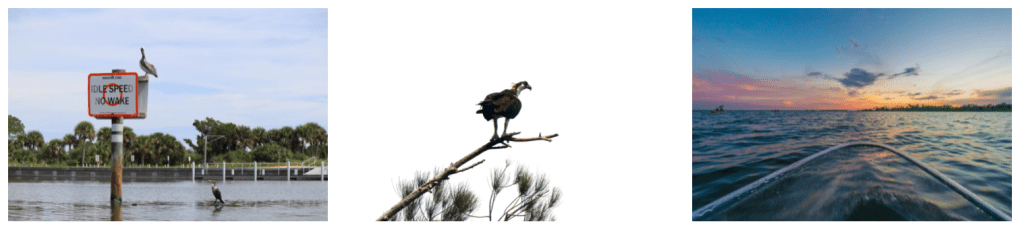 a bird sitting on top of a pole