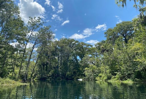 a tree next to a body of water