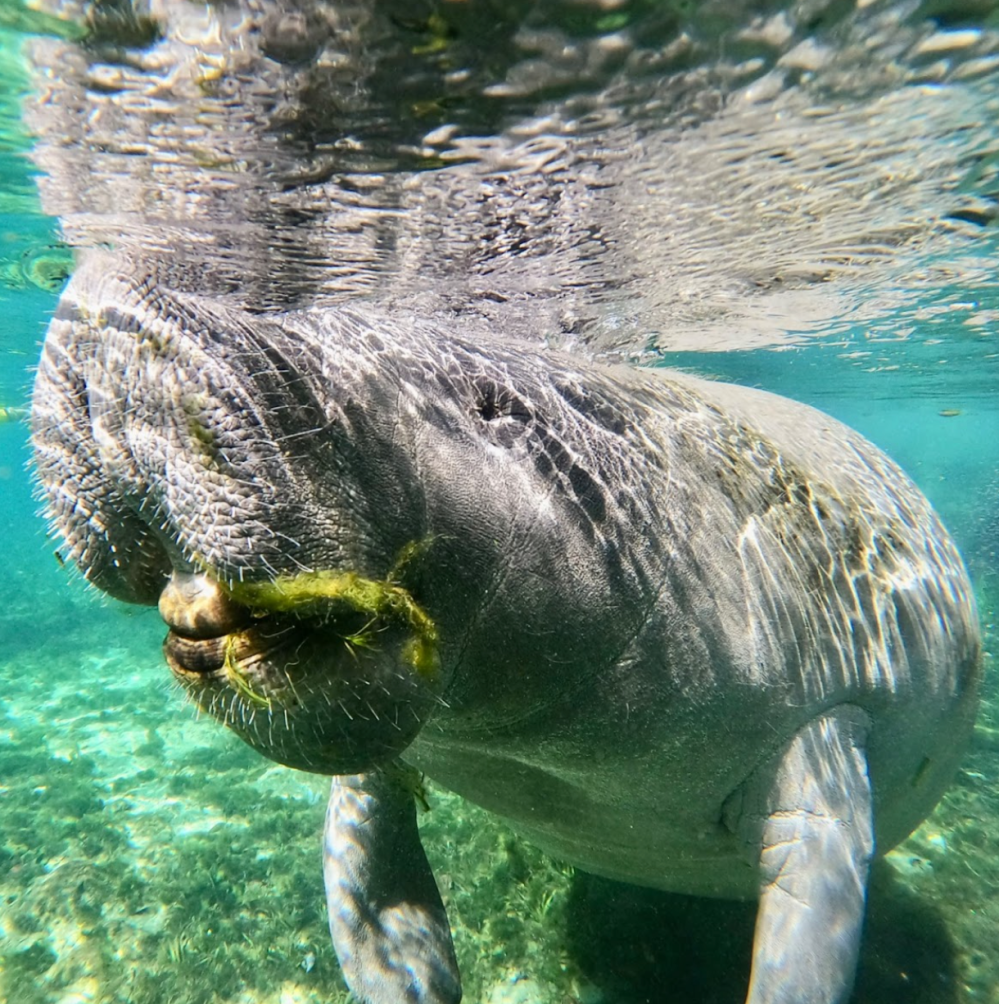 2 a turtle swimming under water