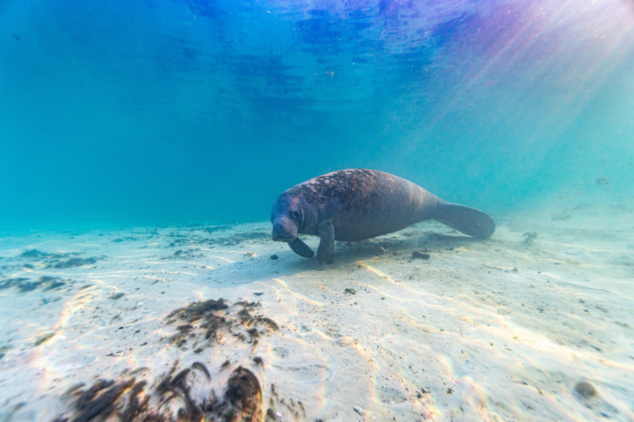 Manatee swimming underwater over sandy sea floor in clear blue water.