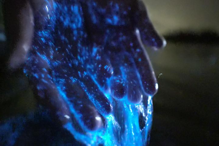 a close up of an animal