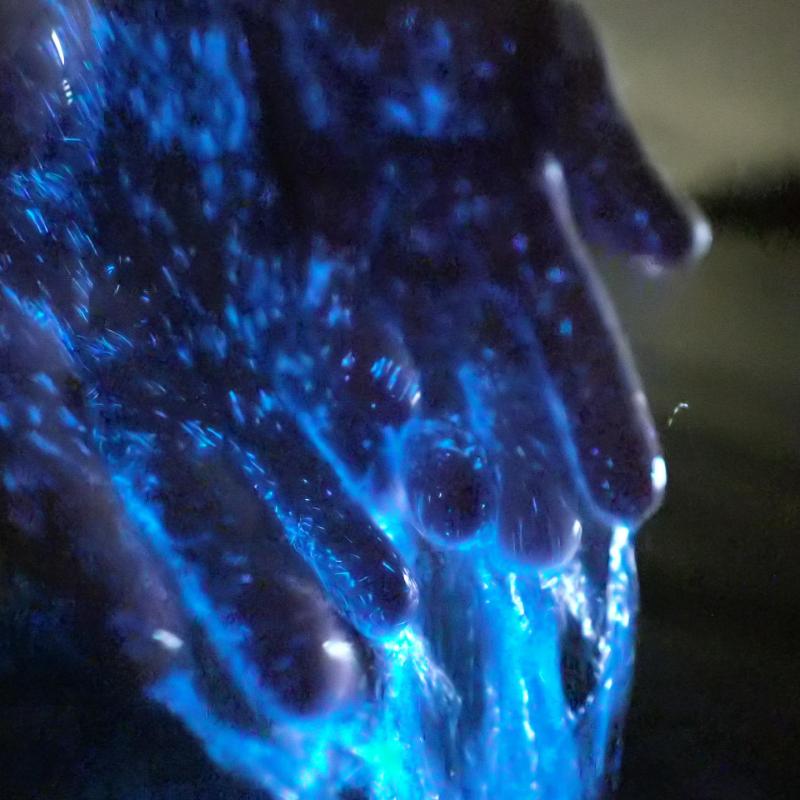 a close up of an animal