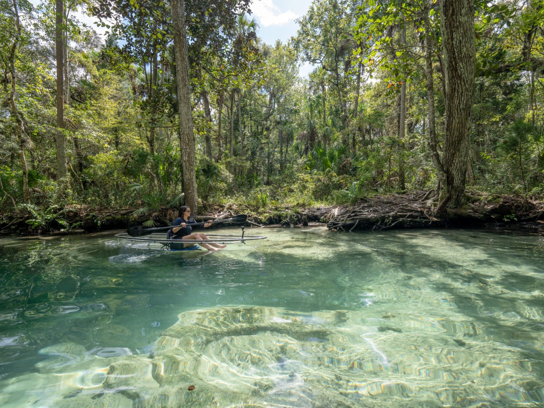 a river running through a forest