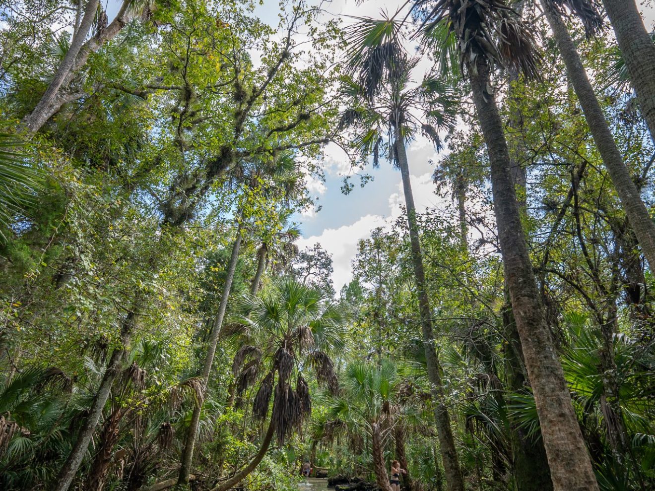 a group of palm trees next to a tree
