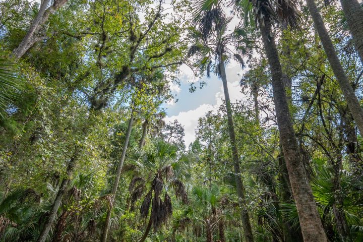 a group of palm trees next to a tree