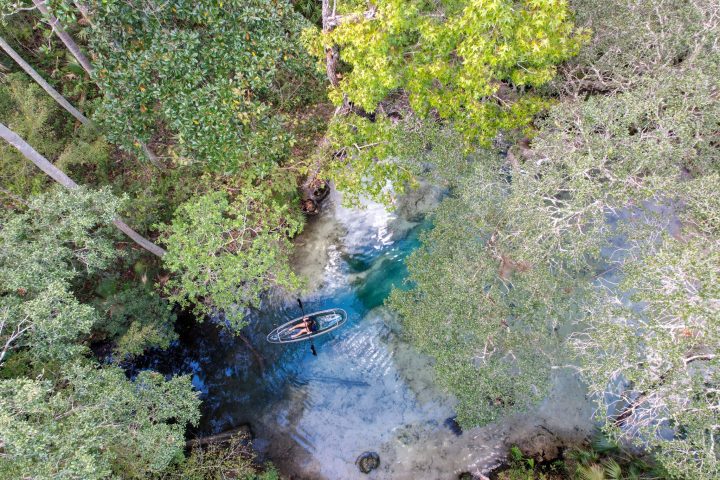 a close up of a tree