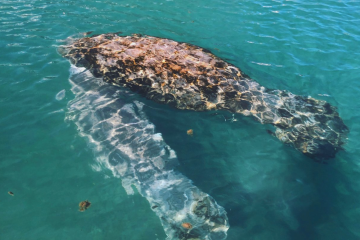 Crystal River Manatee Kayak Tour | Get Up and Go Kayaking
