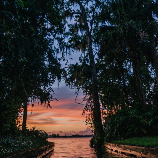 a tree next to a body of water