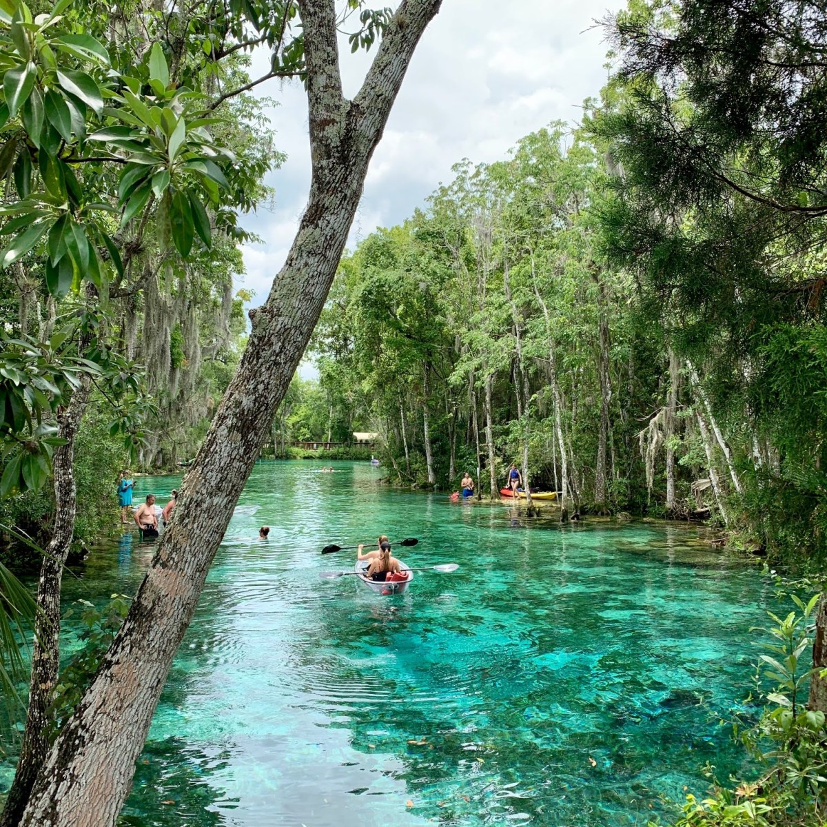 a group of people swimming in a body of water surrounded by trees with Yankari National Park in the background