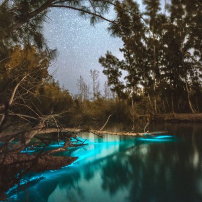 a tree next to a body of water