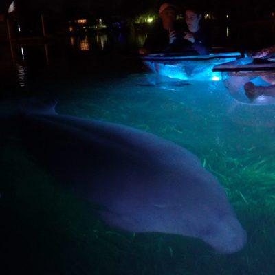 a group of fish in the water