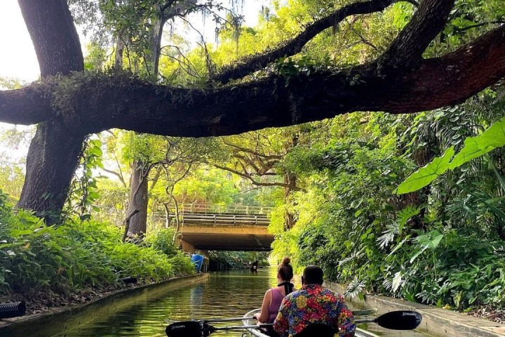 a tree next to a body of water