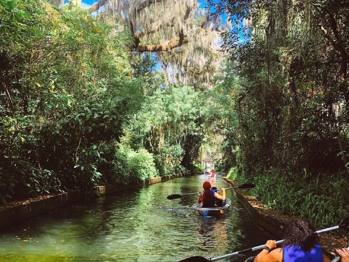 a group of people riding on the back of a boat in the forest