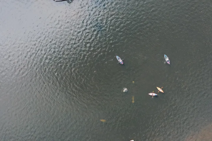 a flock of birds flying over a beach