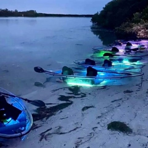 a group of people swimming in a body of water