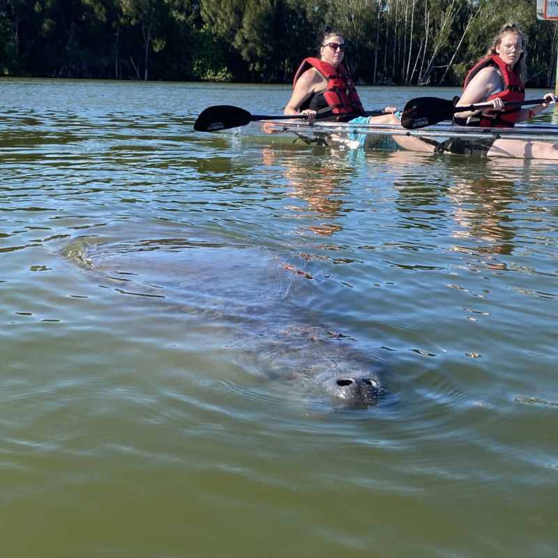 a group of people swimming in a body of water