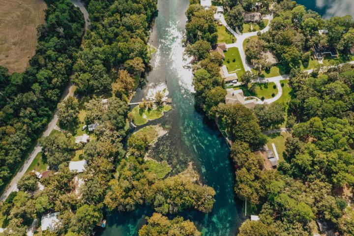 a large tree in a forest