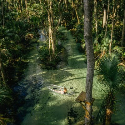 a group of palm trees next to a tree