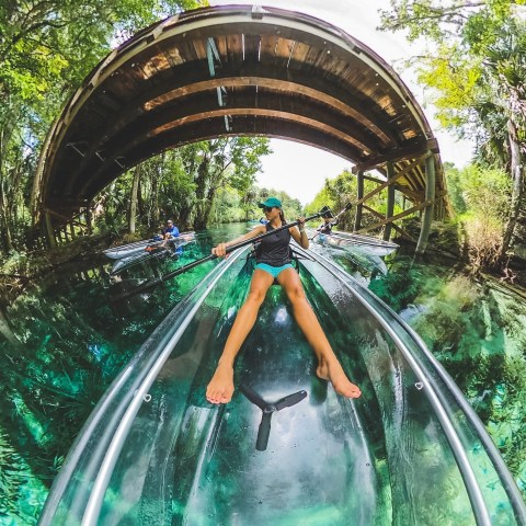 a close up of a tree