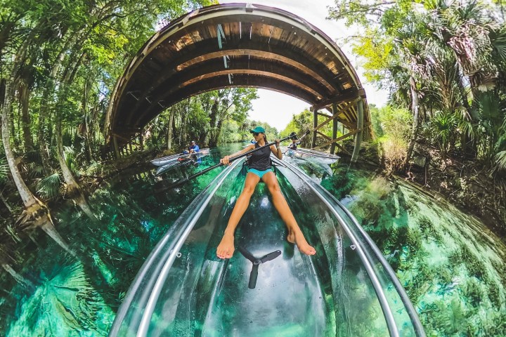 a close up of a tree