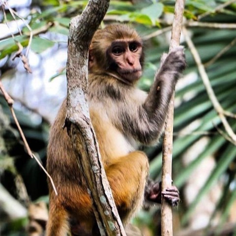 a bird perched on a tree branch