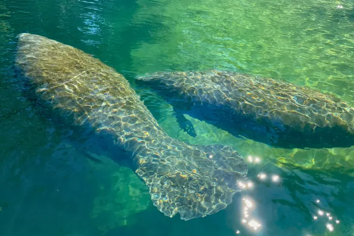 a fish swimming under water