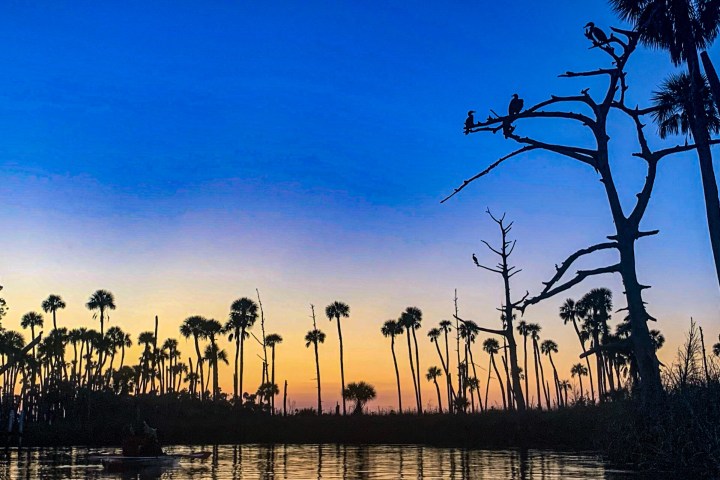 a flock of seagulls standing next to a tree