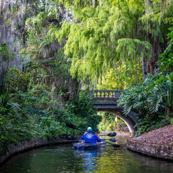 a tree in the middle of a body of water