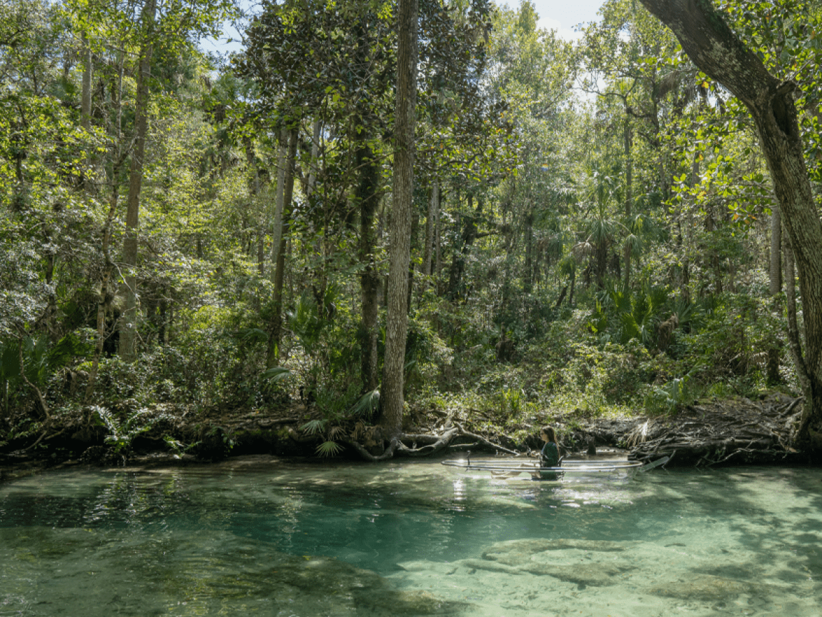a river running through a forest