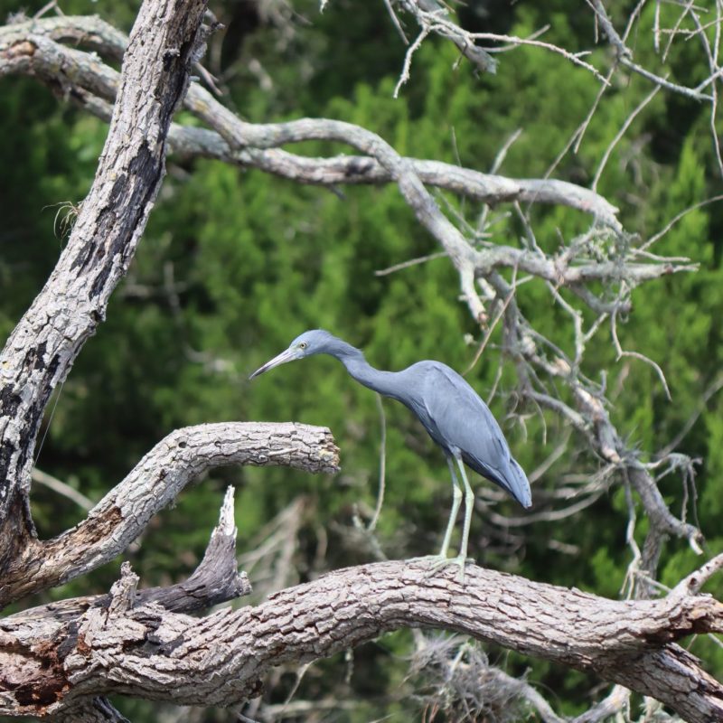 a small bird perched on a tree branch
