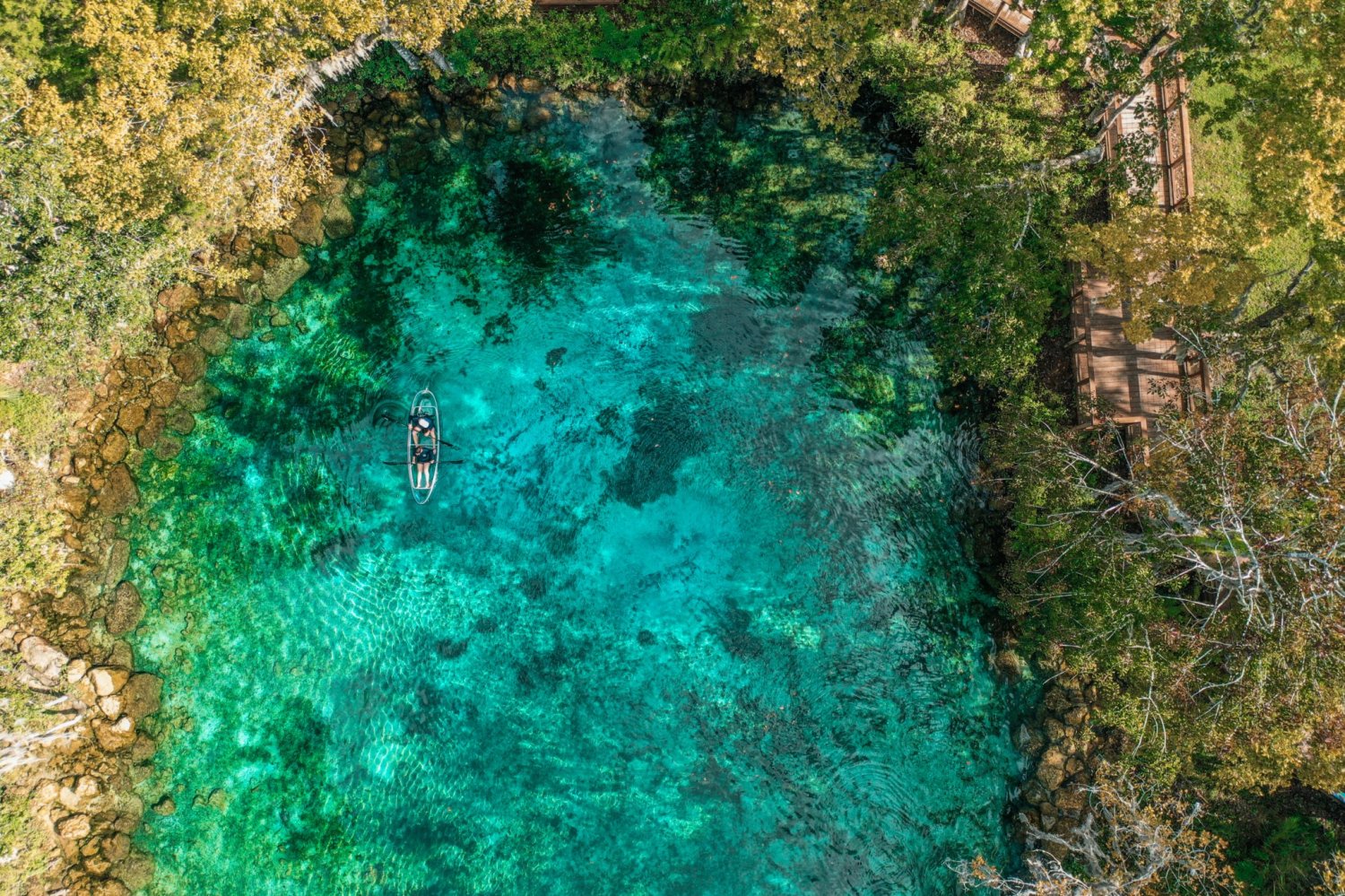 Why is Crystal River home to so many manatees? | Get Up and Go Kayaking
