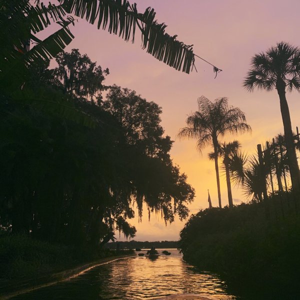 a tree next to a body of water