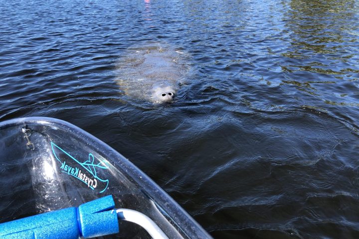 a dog swimming in a body of water