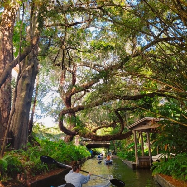 a tree next to a body of water