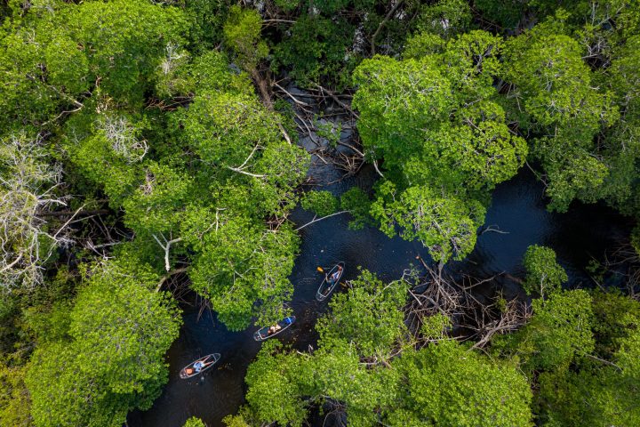 a group of bushes and trees