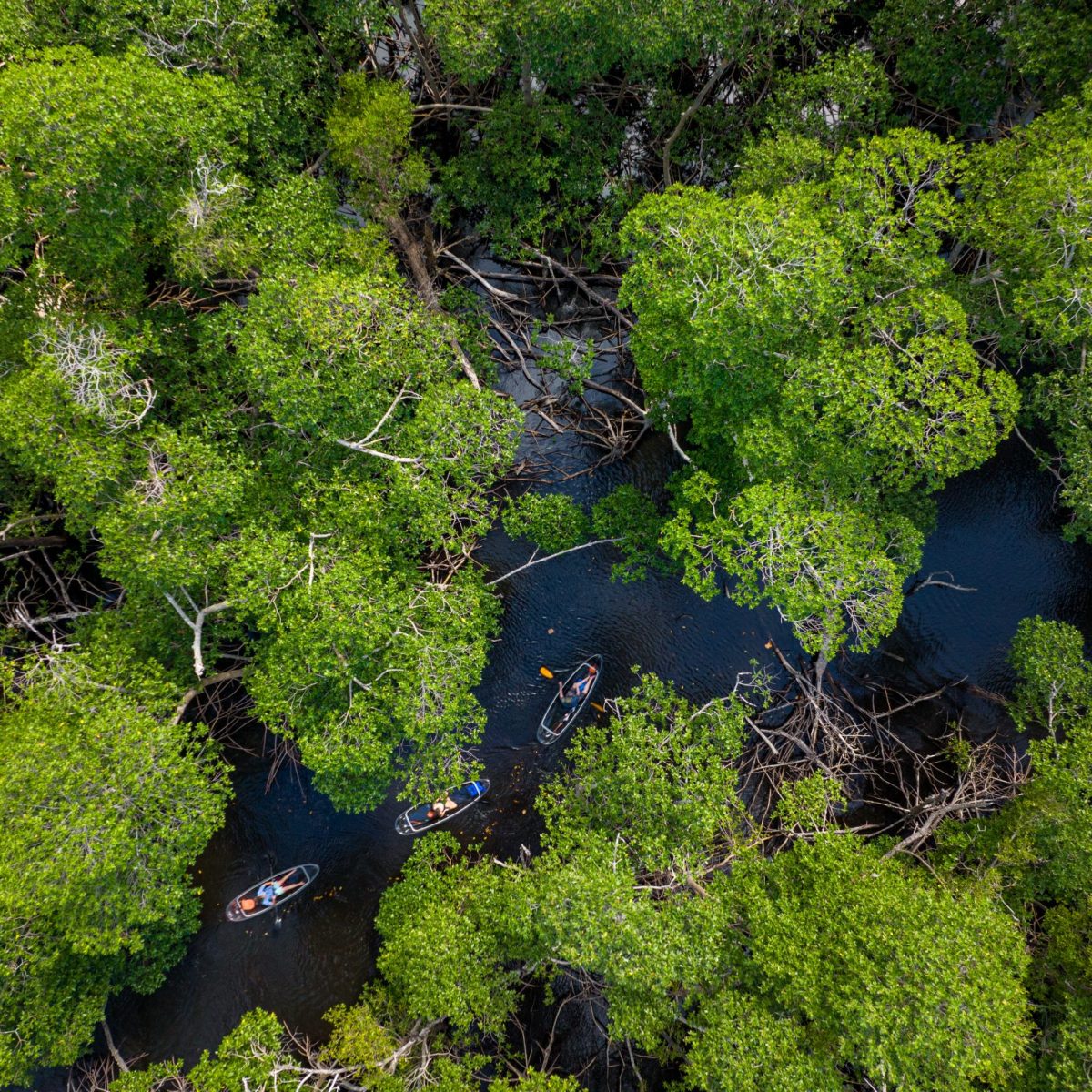 a group of bushes and trees