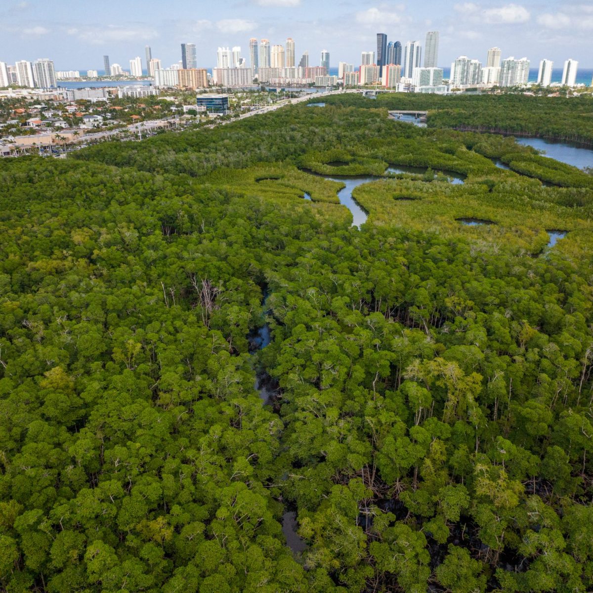 a group of people standing on a lush green field