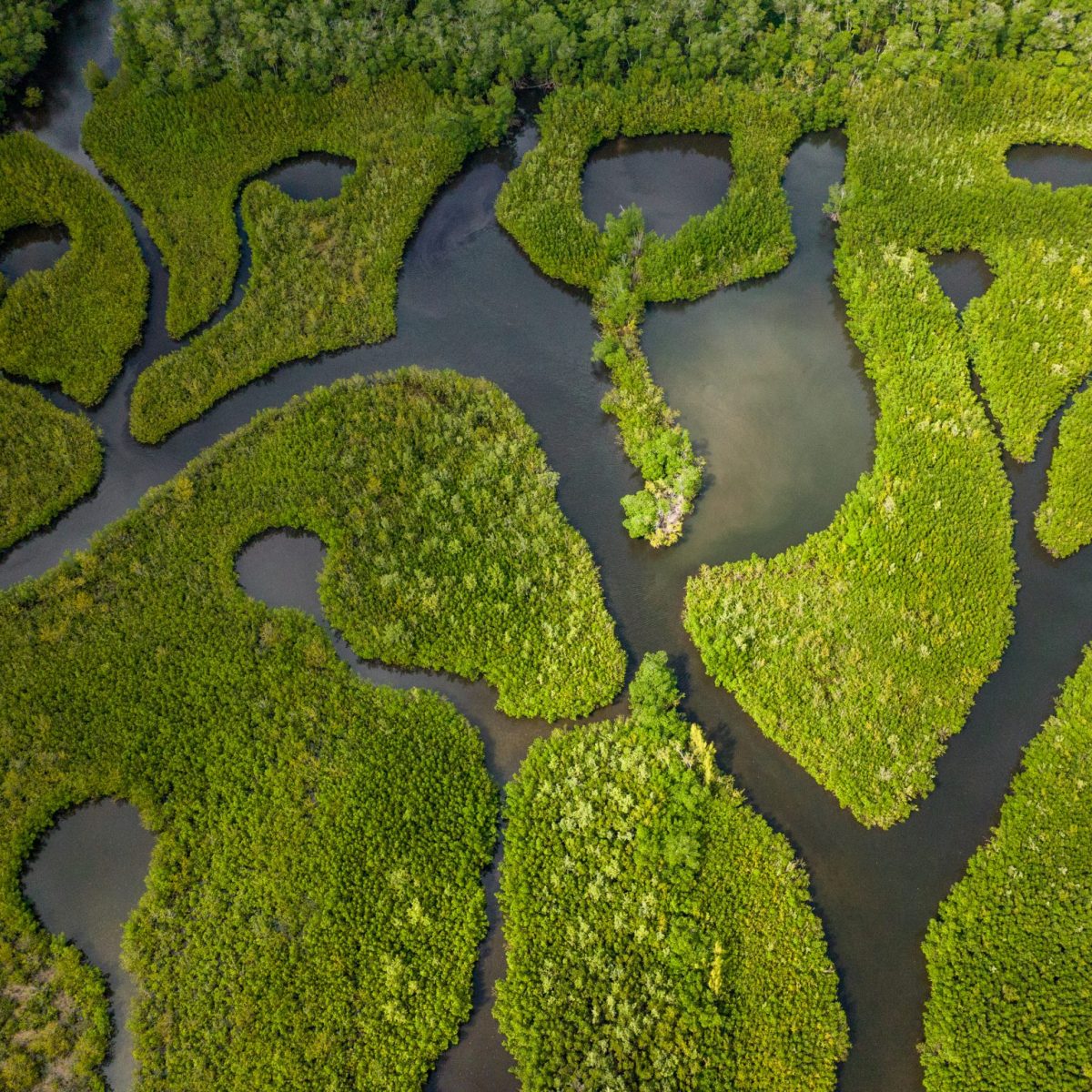 a close up of some grass