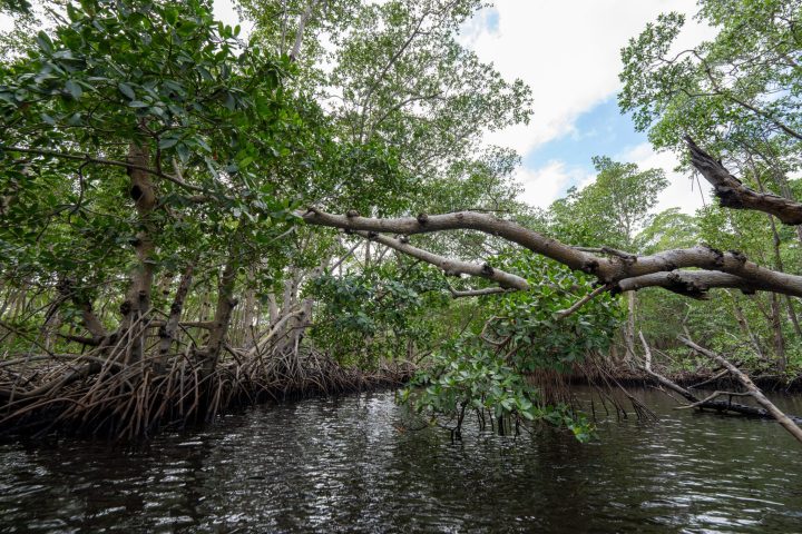 a tree next to a body of water
