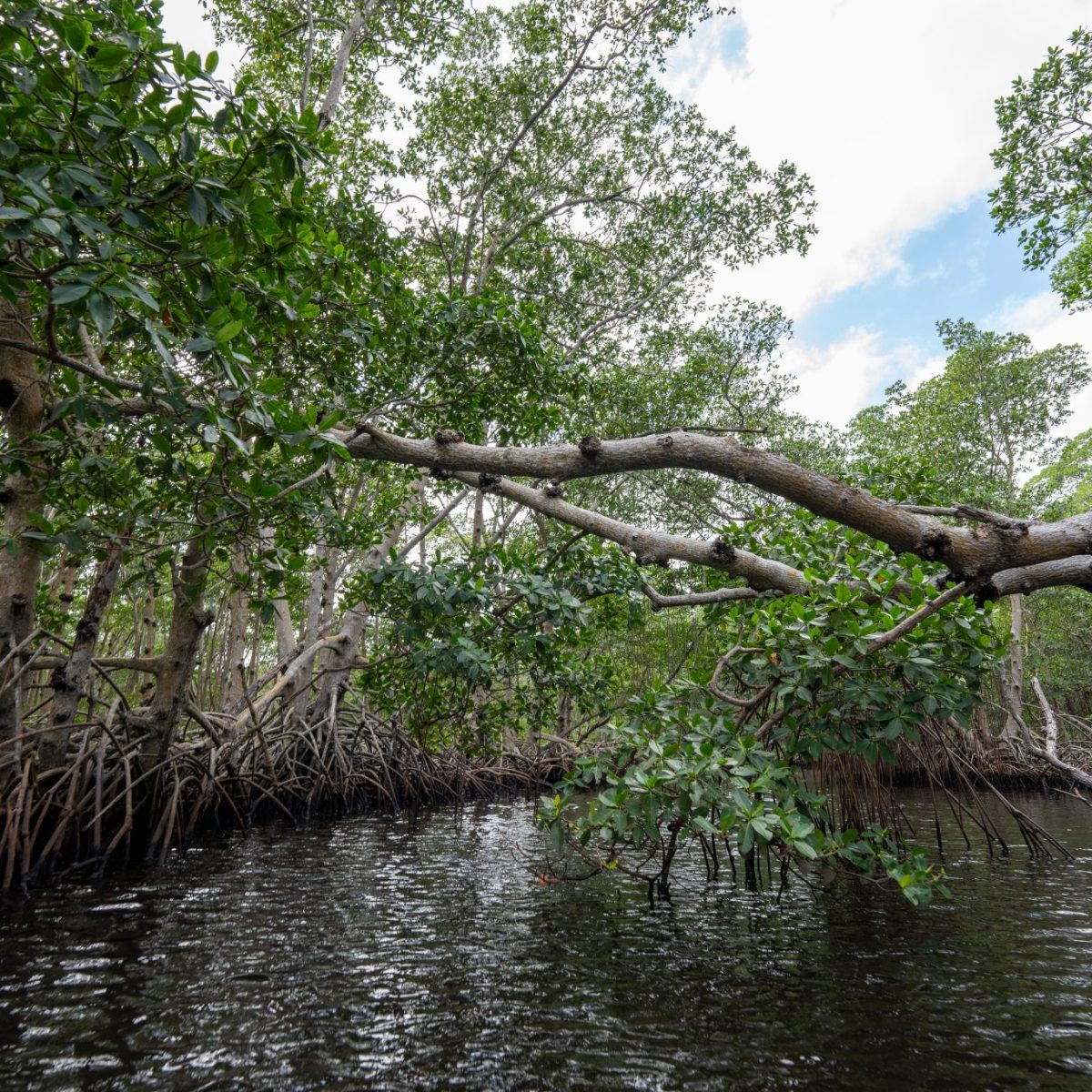 a tree next to a body of water
