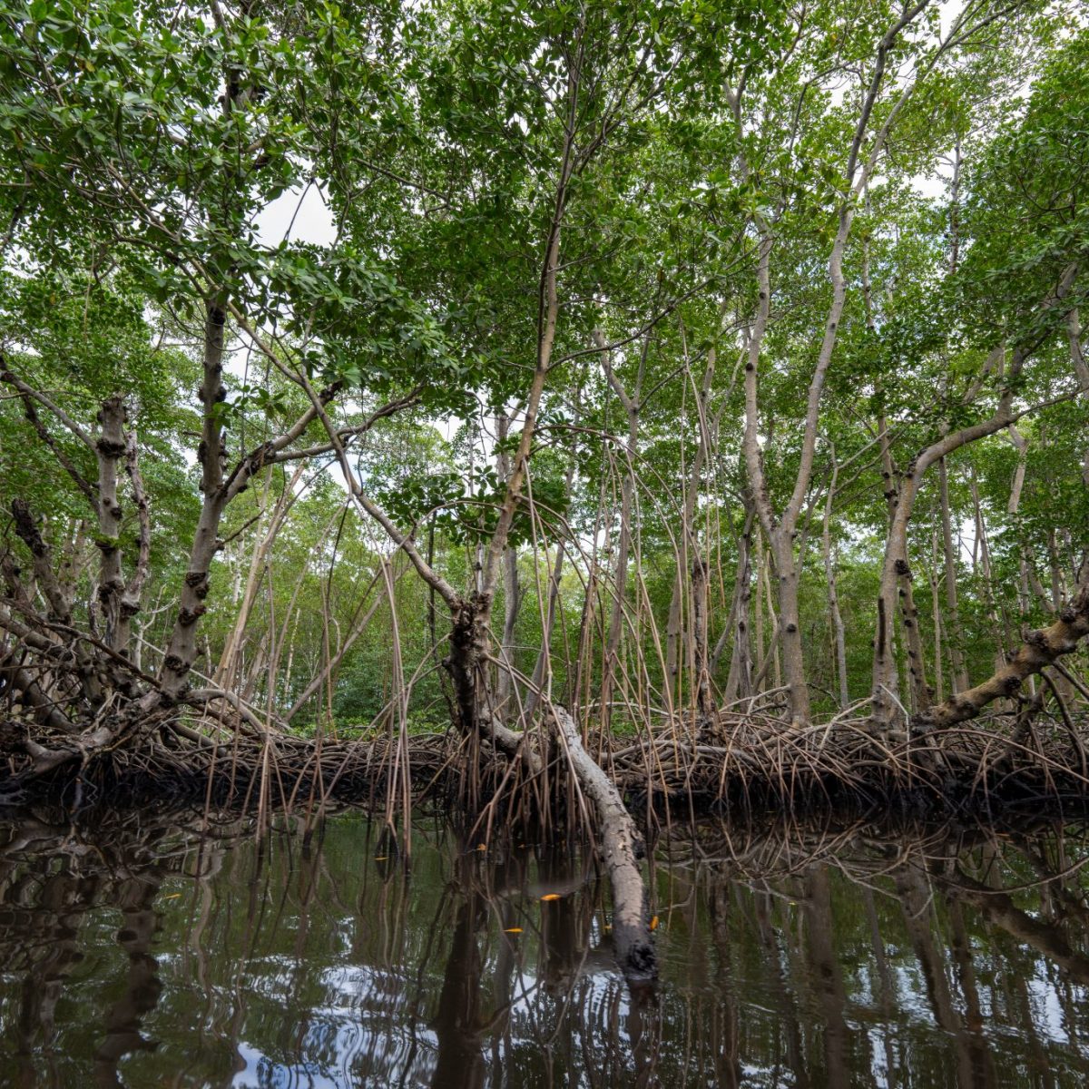 a group of giraffe standing next to a body of water
