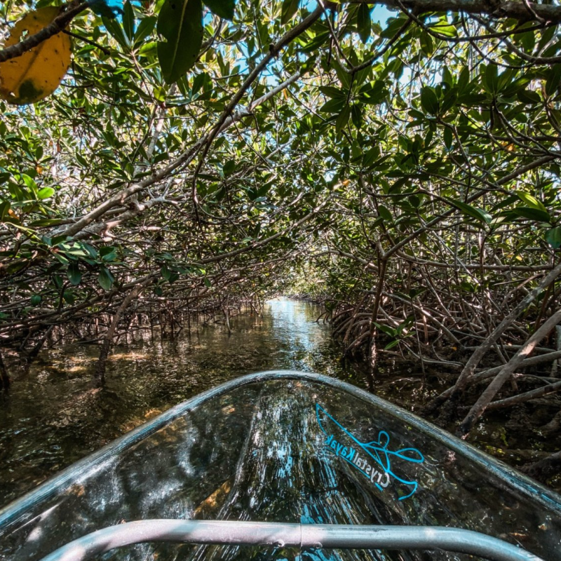 a close up of a tree