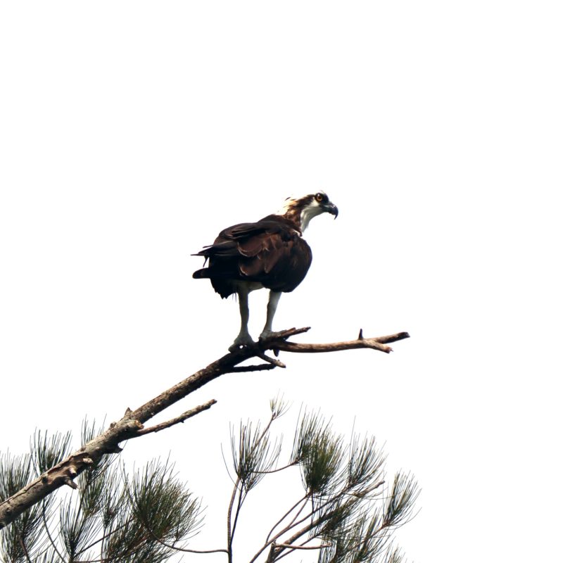 a bird perched on a tree