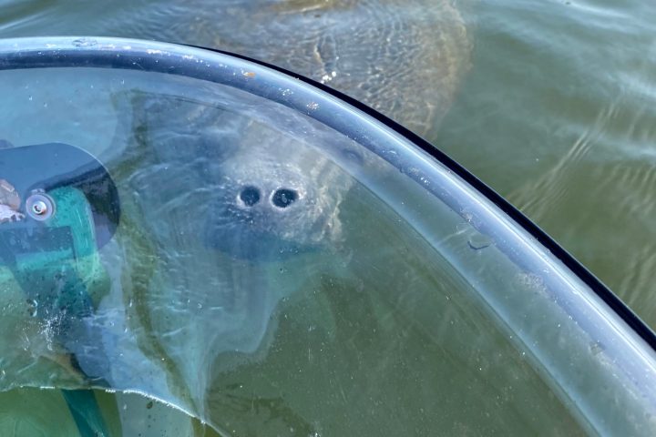 a dog swimming in the water