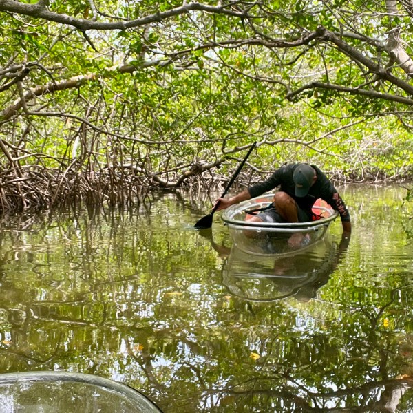 a tree next to a body of water