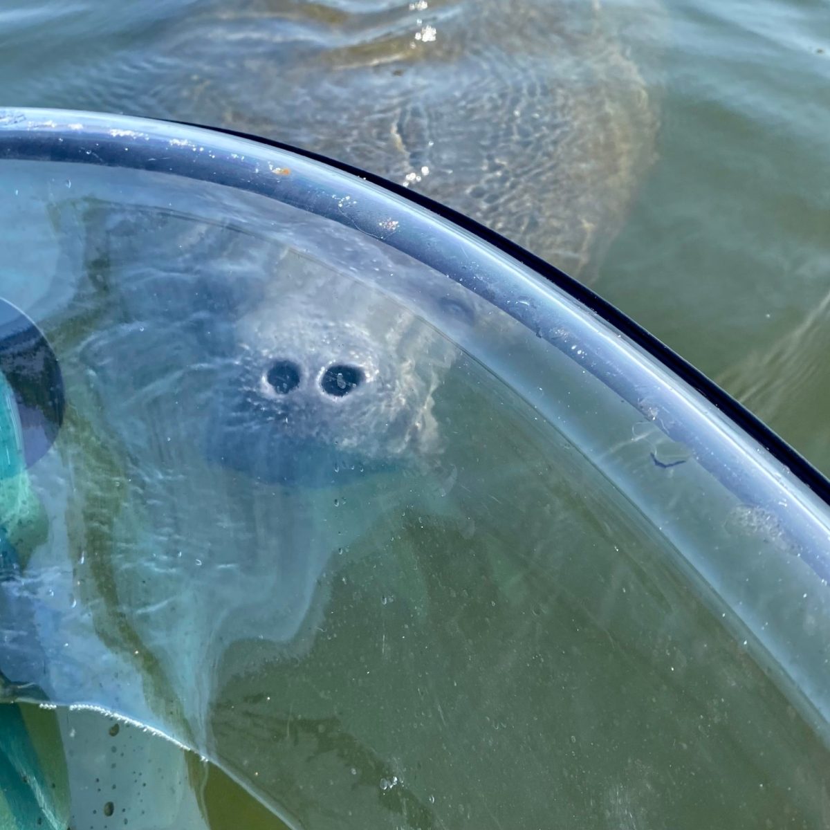 a dog swimming in the water