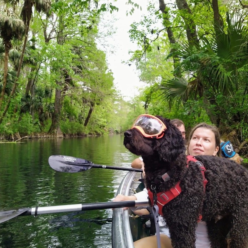 a dog standing next to a lake